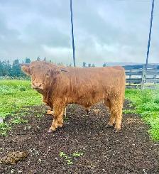 Purebred Highland Bull - Photo 2
