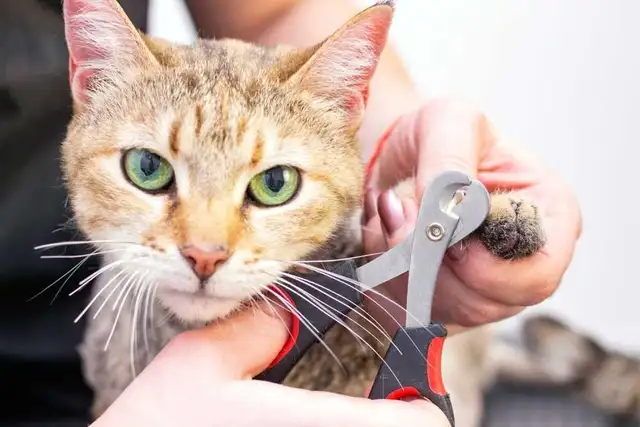 Catt Nail Triming