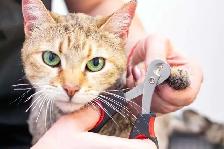 Catt Nail Triming