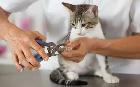 Catt Nail Triming - Photo 2