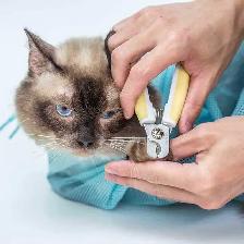 Catt Nail Triming - Photo 3