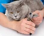 Catt Nail Triming - Photo 4