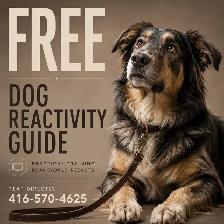 FREE GUIDE: Most Reactive Dog Owners Make These Mistakes