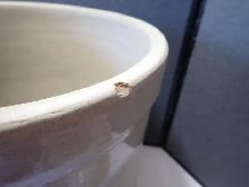 Large Finger Crock - Photo 8