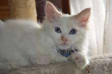 Chatons Ragdoll stérilisé - Photo 2