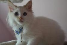 Chatons Ragdoll stérilisé - Photo 4