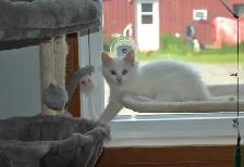 Chatons Ragdoll stérilisé - Photo 8