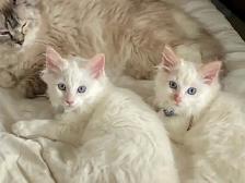 Chatons Ragdoll stérilisé - Photo 9