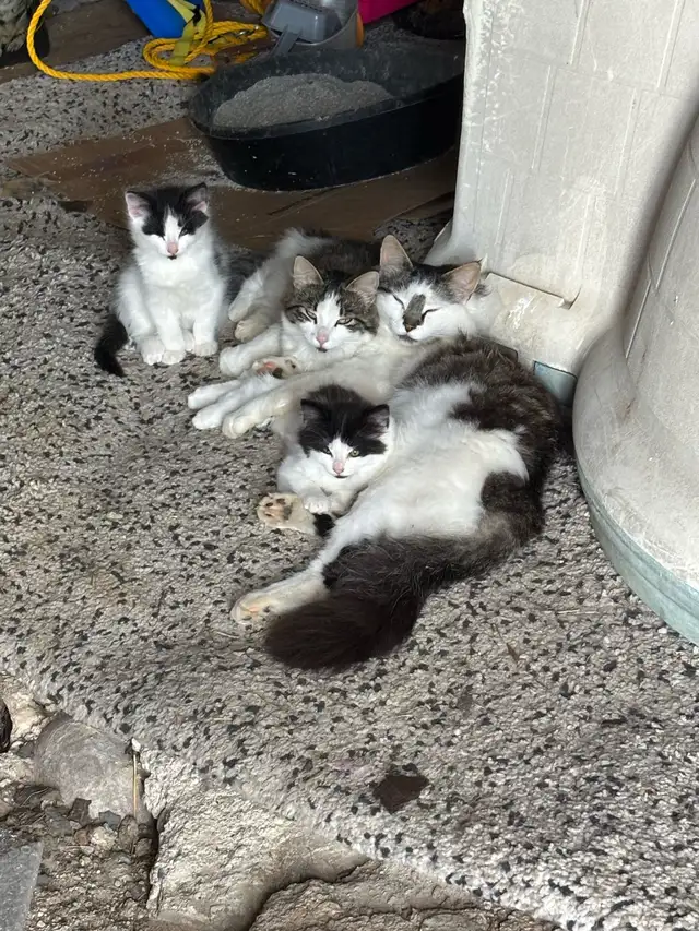 Free kittens