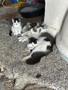 Free kittens