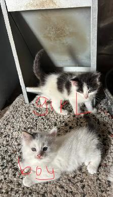 Free kittens - Photo 2