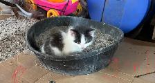 Free kittens - Photo 3