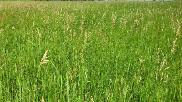 Standing Hay For Sale