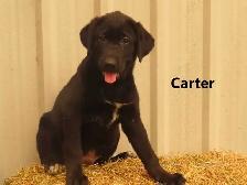 Lab shepherd  mix puppies.