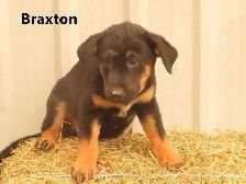 Lab shepherd  mix puppies. - Photo 2
