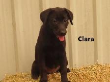 Lab shepherd  mix puppies. - Photo 3
