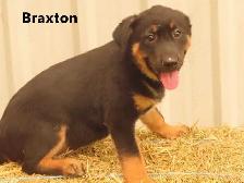 Lab shepherd  mix puppies. - Photo 4