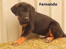 Lab shepherd  mix puppies. - Photo 5