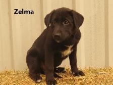 Lab shepherd  mix puppies. - Photo 6
