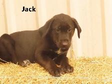 Lab shepherd  mix puppies. - Photo 7