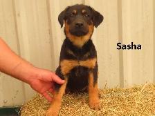 Lab shepherd  mix puppies. - Photo 8
