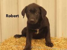 Lab shepherd  mix puppies. - Photo 9