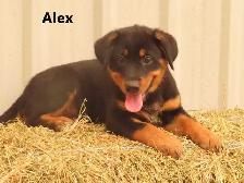 Lab shepherd  mix puppies. - Photo 10
