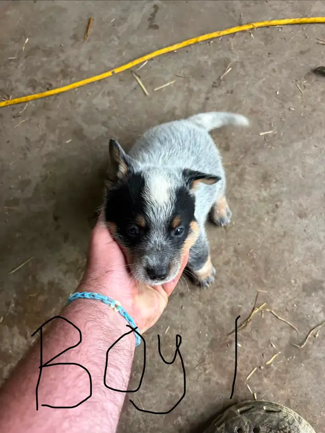 Purebred Blue Heeler Puppies