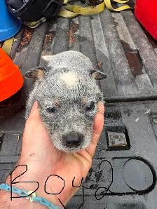Purebred Blue Heeler Puppies - Photo 2