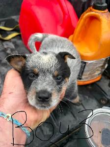 Purebred Blue Heeler Puppies - Photo 3