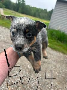 Purebred Blue Heeler Puppies - Photo 4