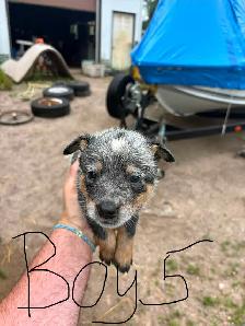 Purebred Blue Heeler Puppies - Photo 5