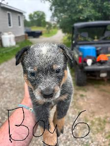 Purebred Blue Heeler Puppies - Photo 6