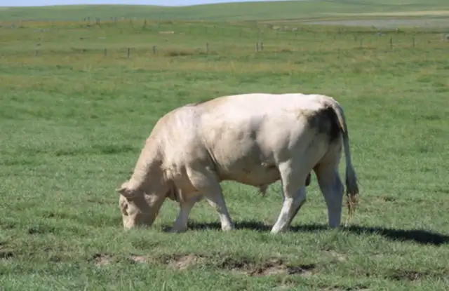 Yearling Charolais Bull