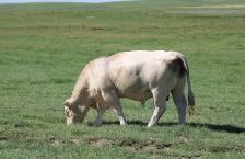 Yearling Charolais Bull