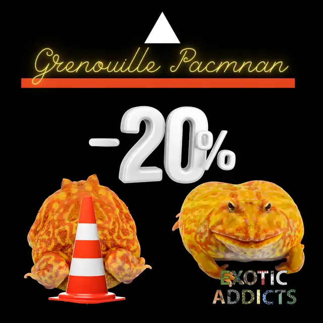 Grenouilles Pacman