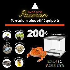 Grenouilles Pacman - Photo 2