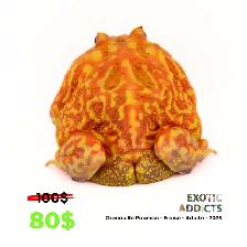 Grenouilles Pacman - Photo 7