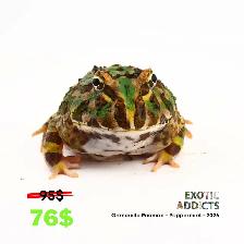 Grenouilles Pacman - Photo 8