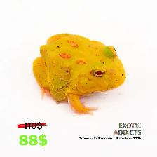 Grenouilles Pacman - Photo 9