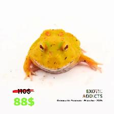 Grenouilles Pacman - Photo 10