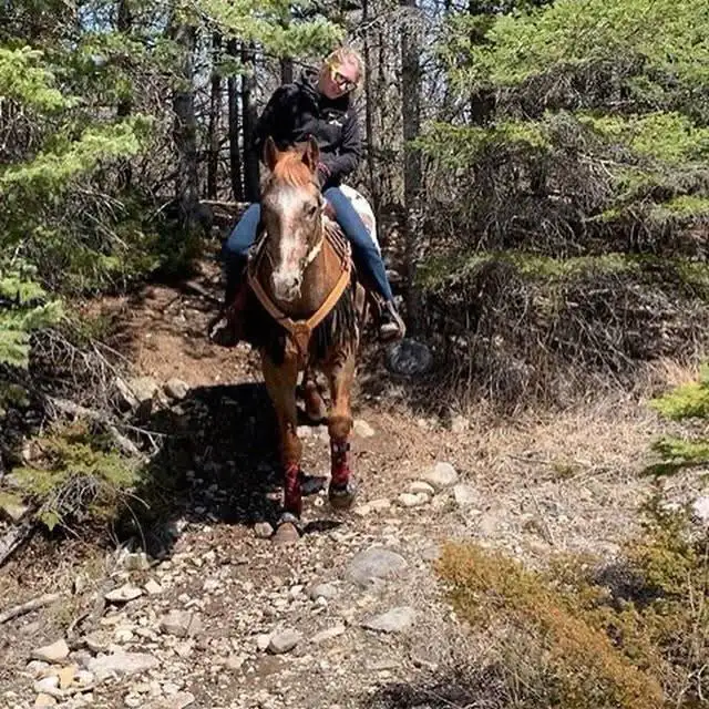 Mobile Horse Training!