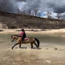 Mobile Horse Training! - Photo 2