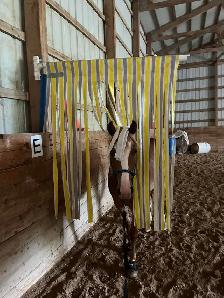 Mobile Horse Training! - Photo 3