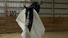 Mobile Horse Training! - Photo 4