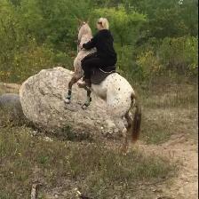 Mobile Horse Training! - Photo 5