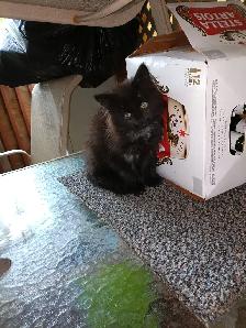 Chatons pour adoption