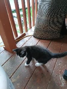 Chatons pour adoption - Photo 2