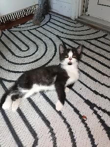 Chatons pour adoption - Photo 3