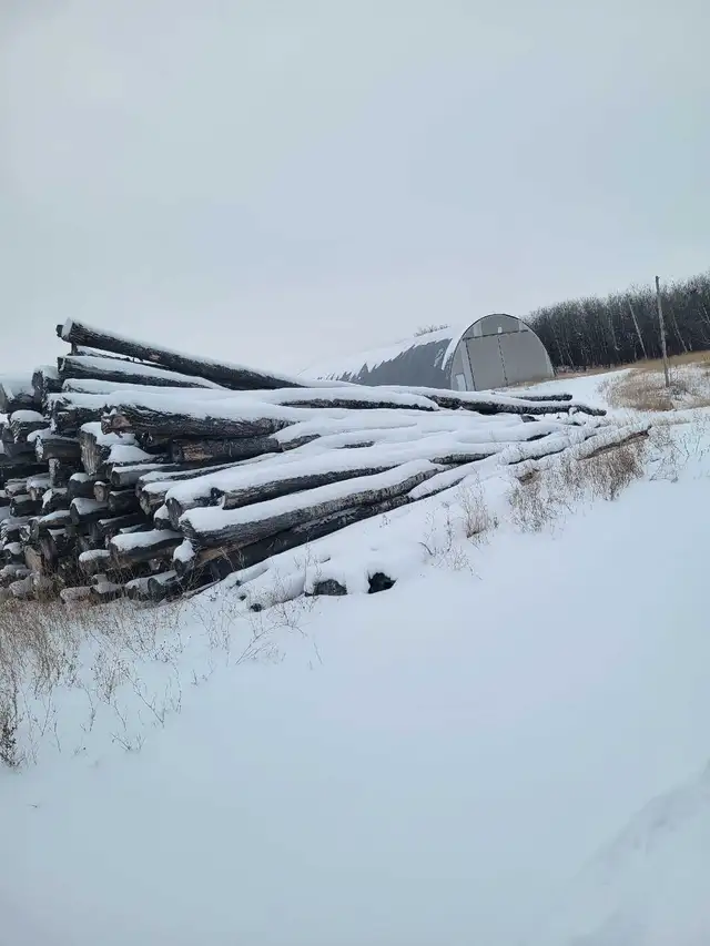 birch wood